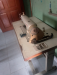 Sunsir sewing machine
